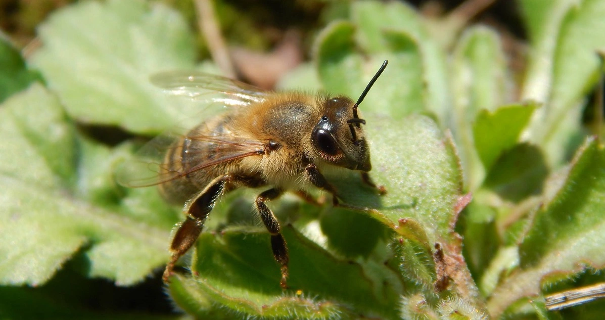 Appearance and Description of Bees