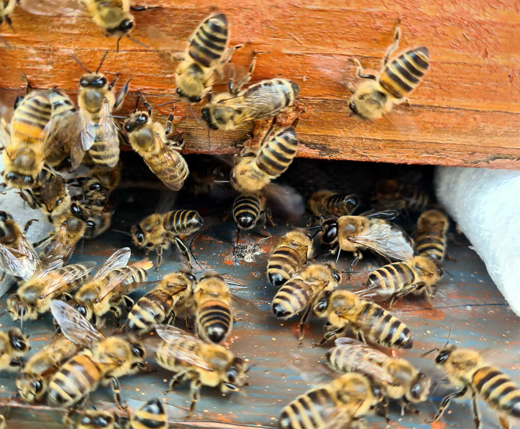 Fantastic life of bees- Why are they important, what is their lifespan, and what can endanger them