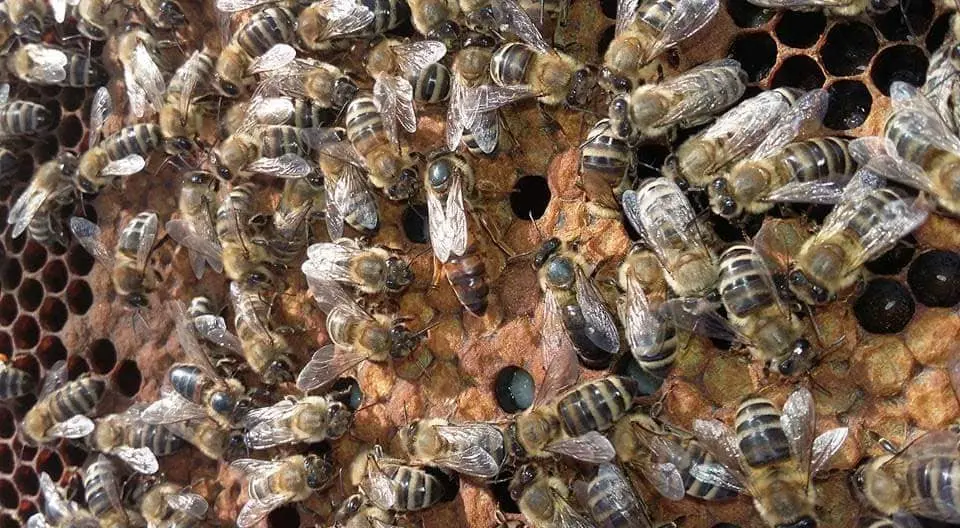 How to estimate the age of a queen bee!