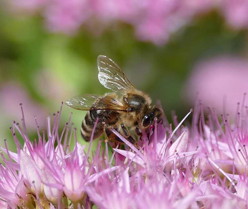 The Astonishing Life 17 Facts About Bees