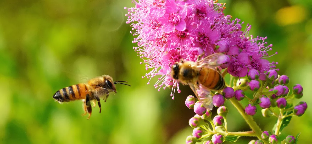 How Bees Make Honey? – Why Bees Make Honey?