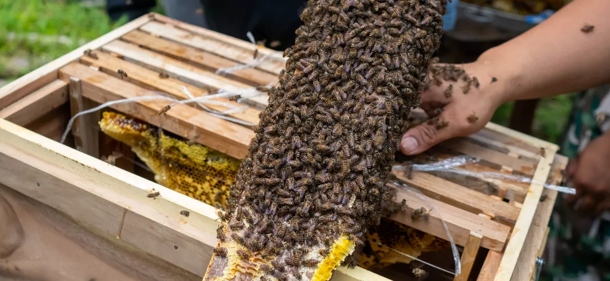 How To Overcome Fear Of Bees And Other Insects