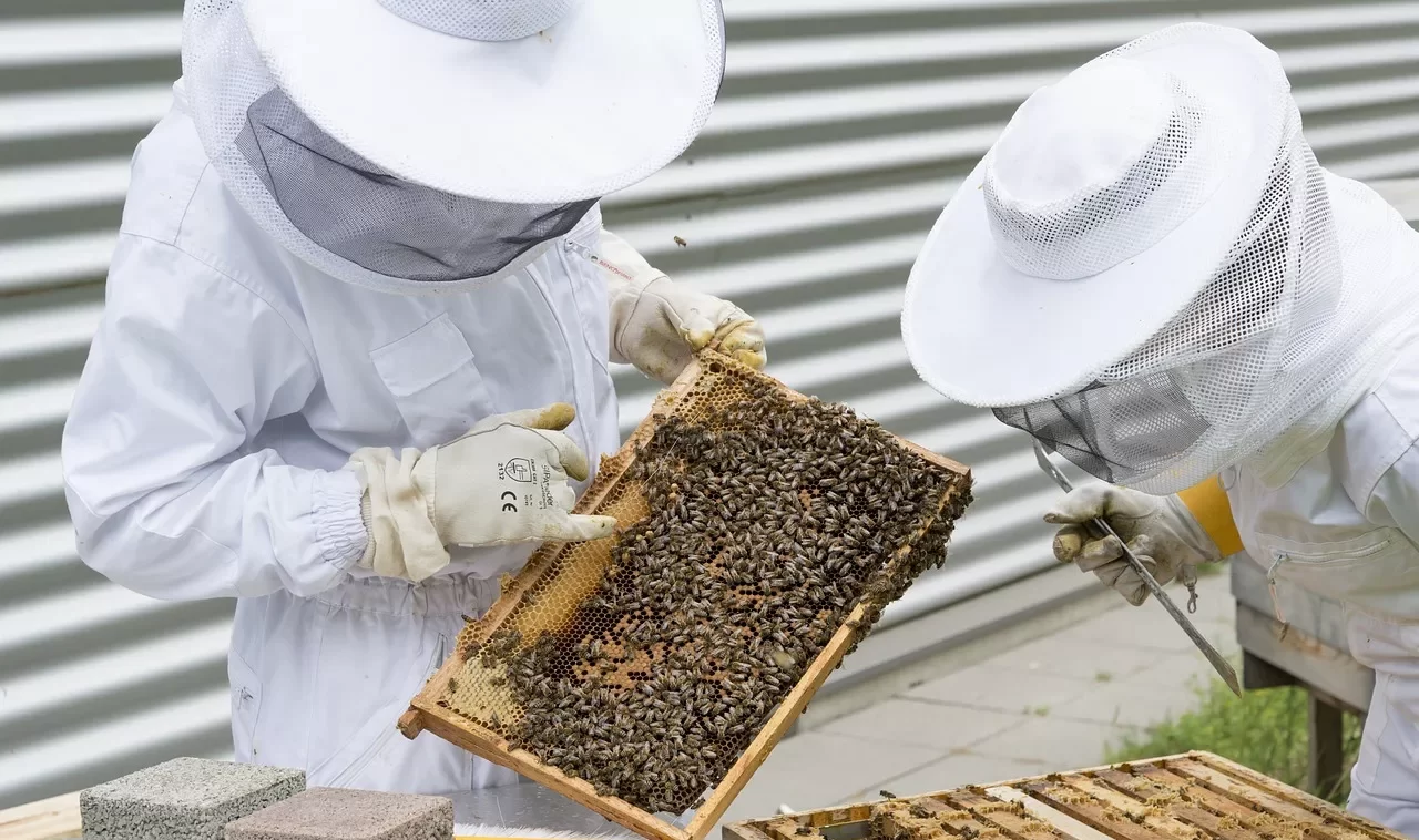 How To Inspect Bee Colonies Without Bee Stings