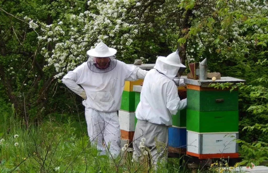 Beekeeping For Beginners – How To Earn A Decent Money From A Hobby