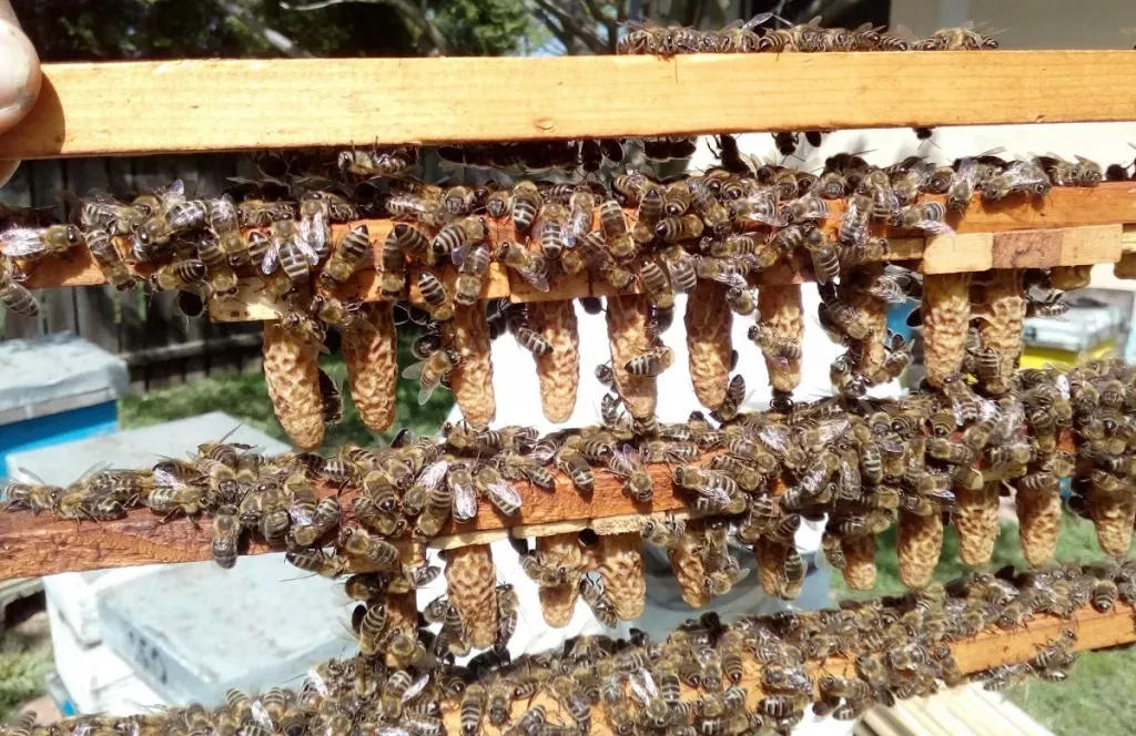 When And How To Replace A Queen Bee In A Bee Colony