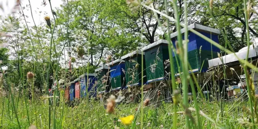 Beekeeping And First Time Around So Many Bees