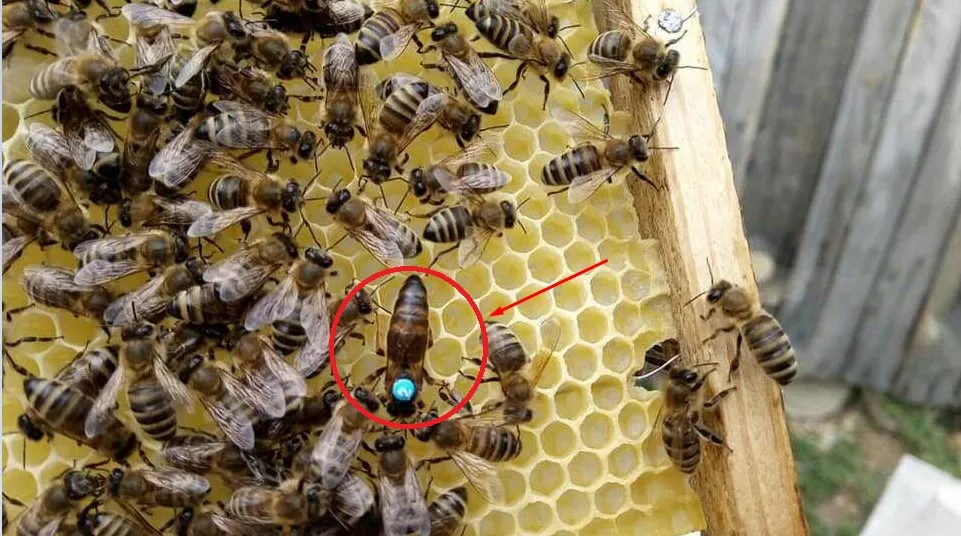 What Does a Queen Bee Look Like – How To Find a Queen Bee?