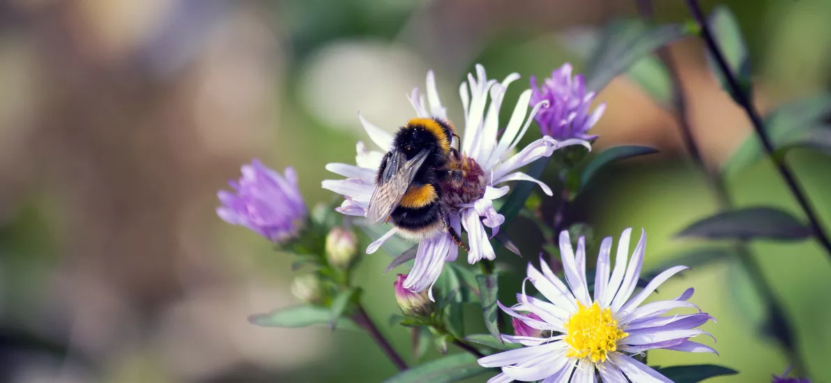 Do bumblebees make honey? – Do bumblebees eat honey? 