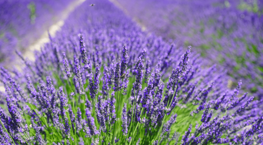 Lavender-Best-Flowers-for-Bees
