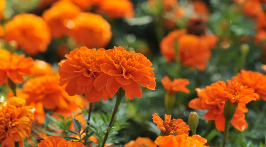 Do Bees Like Marigolds? Flowers That Bees Like?