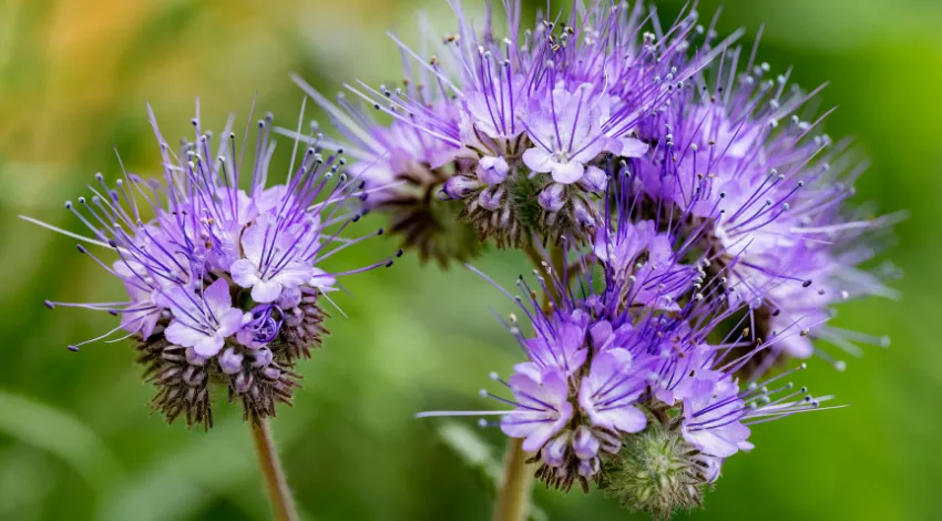 20 Best Flowers for Bees, Butterflies And Other Pollinators