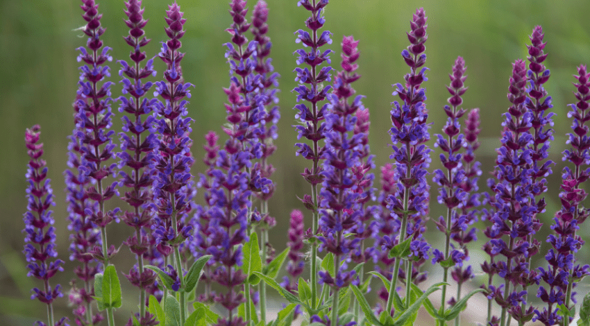Sage-Best-Flowers-for-Bees