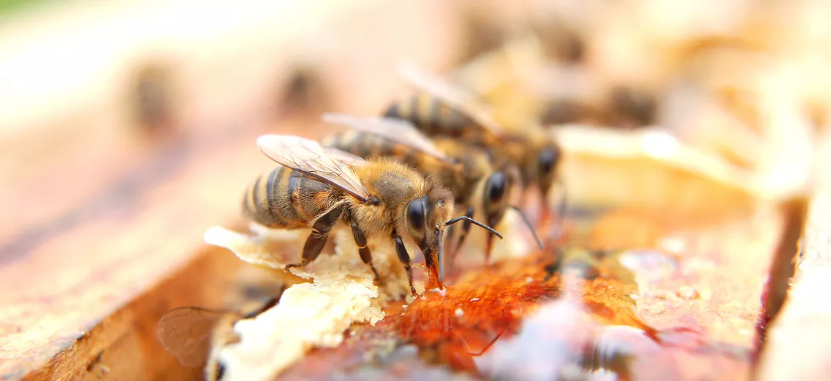 Bee Nutrition Information – What Do Bees Eat And Do Bees Eat Honey?