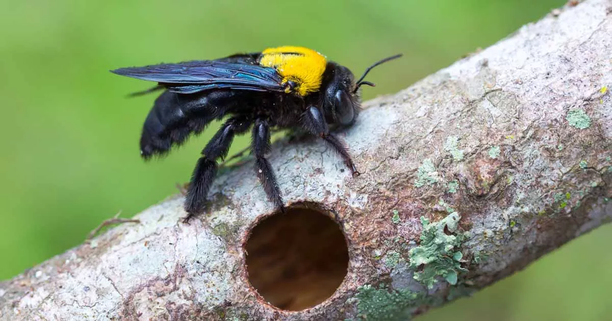 Carpenter_Bees_