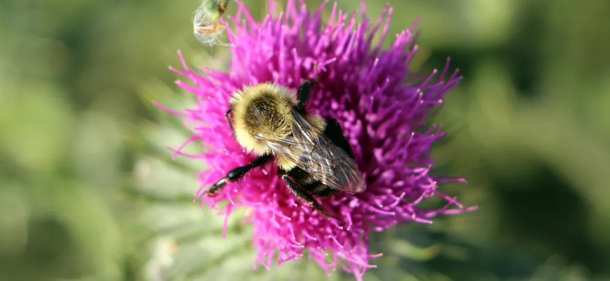 Do Bees Sleep? Do Bees Sleep In Flowers?