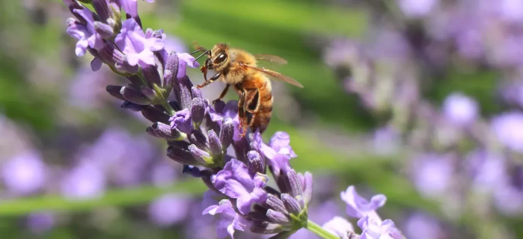 Do bees poop, pee or vomit and is honey bee poop