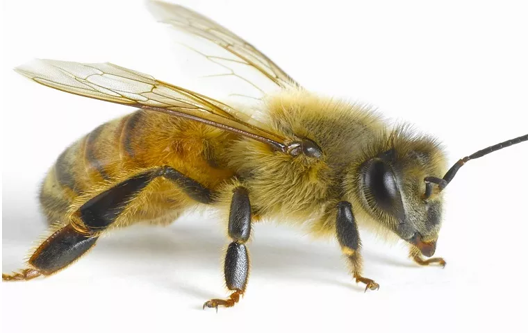 Honey-bee_