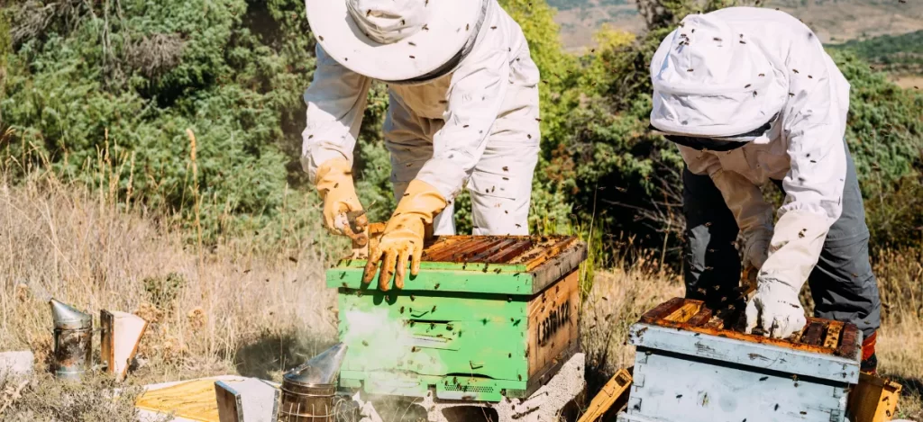 How To Start Beekeeping (A Complete Guide To Beekeeping).