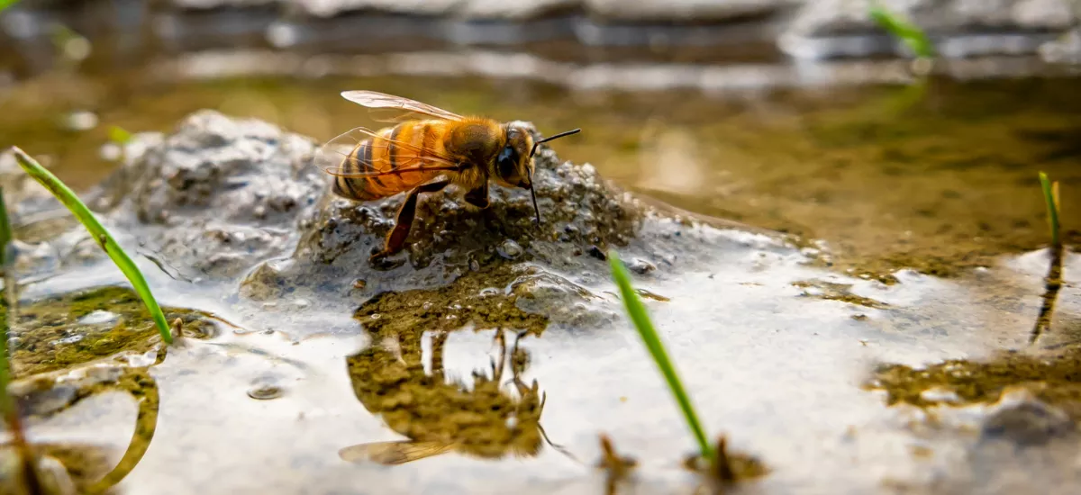 Safe Bee Watering Station: Bees Need Water & 5 Best DIY Options