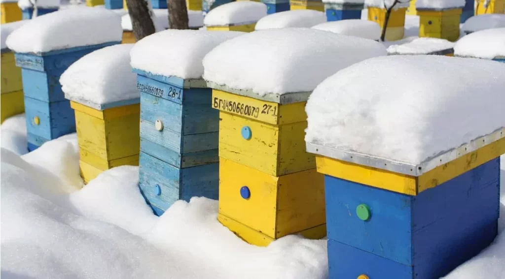 Beekeeping In February