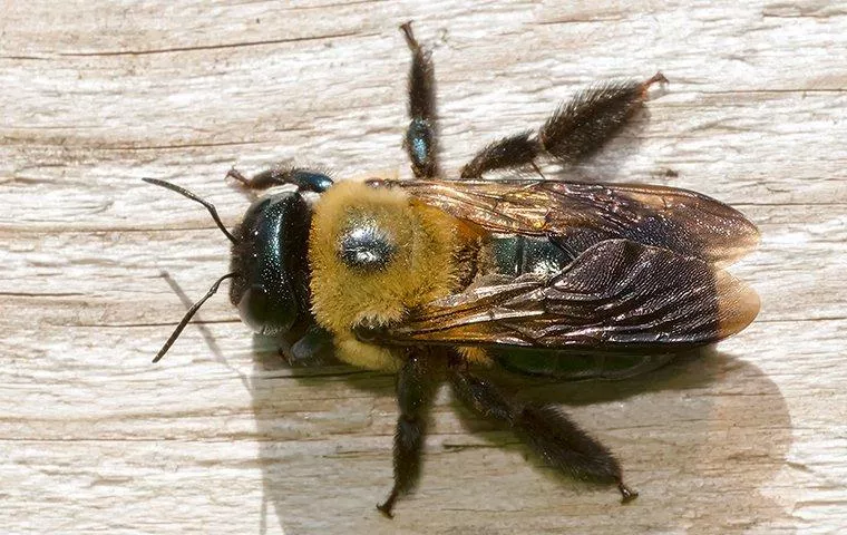 carpenter-bee-on-wooden-table