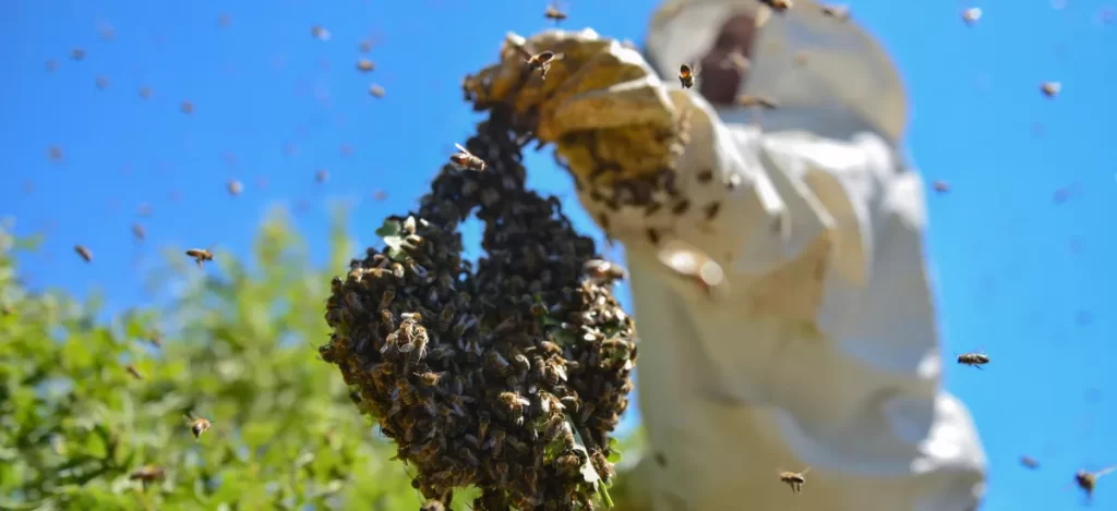 12 Reasons Why Honey Bees Can Be Aggressive