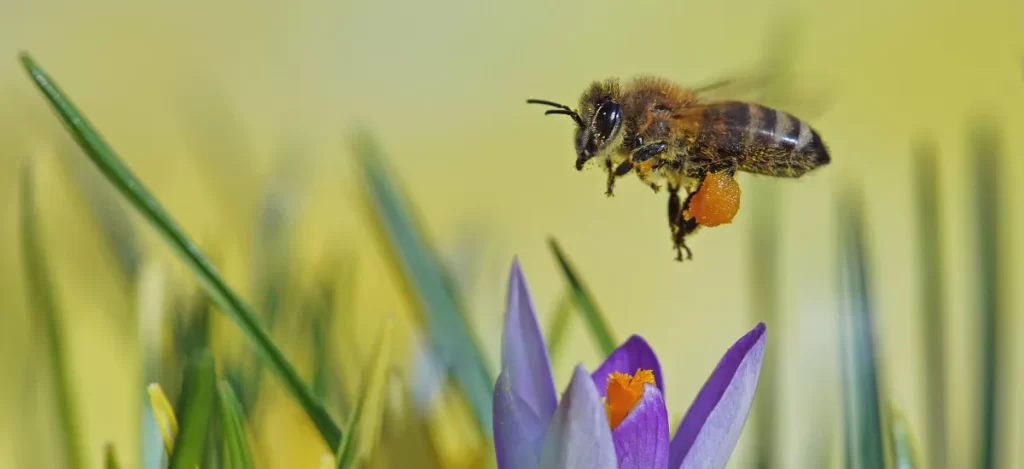 How Do Bees Fly, Flight Distance, Speed Of Bee, Bumblebee Flight