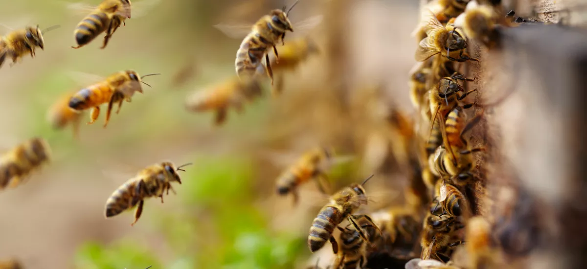 When Do Bees Get Up To Work? When Bees Are Most Active?