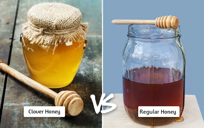 Clover Honey Vs Regular Honey: What’s The Difference?