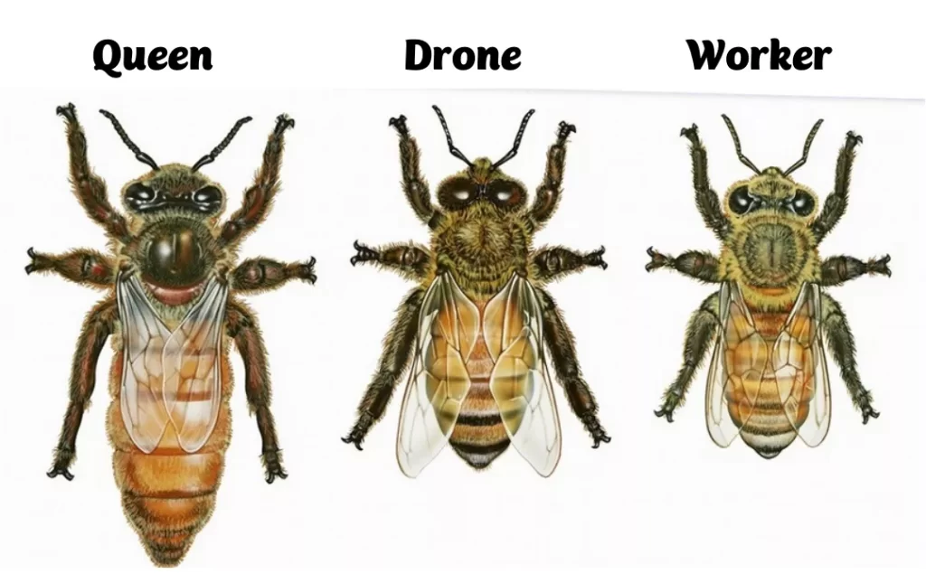 drone-honey-bees