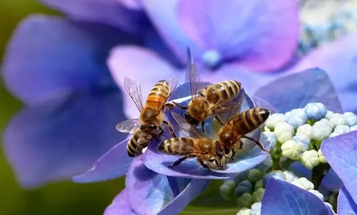 How Much Honey Does A Bee Hive Produce Per Year?