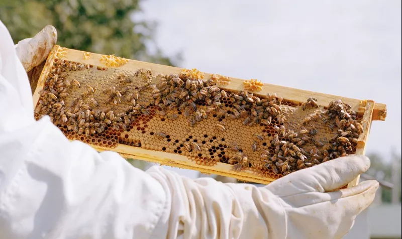 What Is The Official Name For Honey Bee Farming?