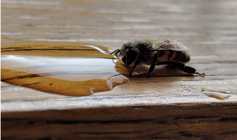 How To Revive A Bee With Sugar Water?