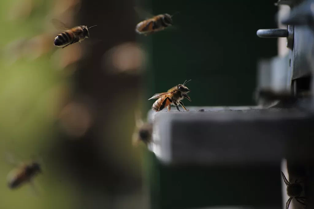 If You Have To Work With Bees At Night, What To Do