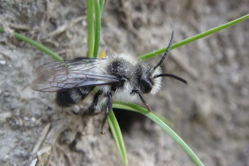 What Are Mining Bees And Do They Sting?