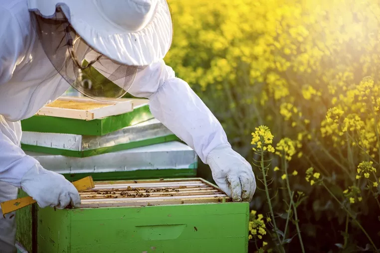 When The New Beehive Will Give The First Honey?