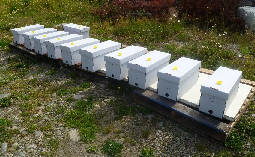 How Long Can Bees Stay In A Nuc?