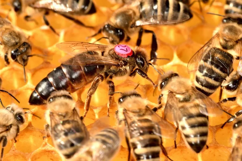 queen bee laying eggs