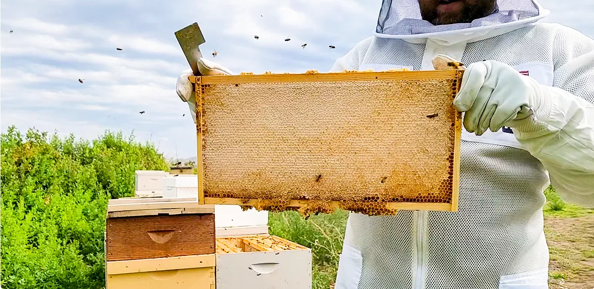 Is-Harvesting-Honey-Bad-For-Bees