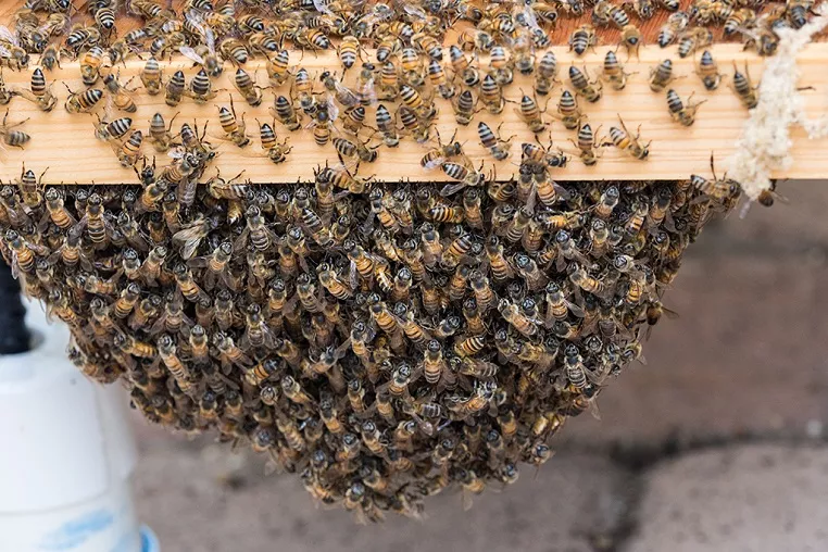 Why Do Bees Form Beards On Hives, Should You Worry About It?