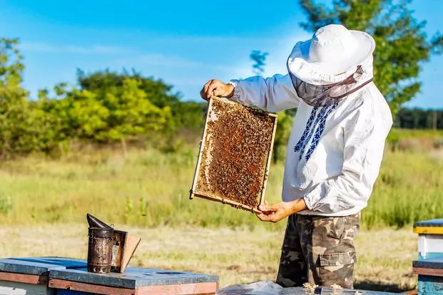 When-Is-The-Best-Time-Of-Year-To-Start-Beekeeping