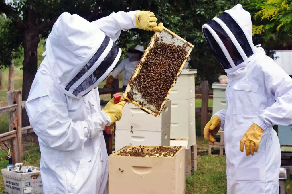 Why Do Beekeepers Wear White?