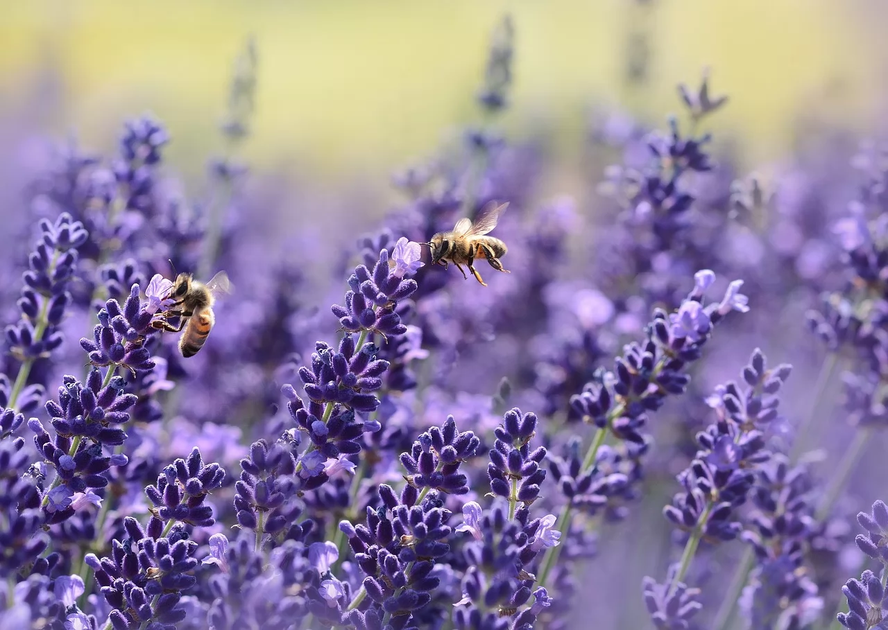 The Story Of Why Bees Love Lavender So Much!