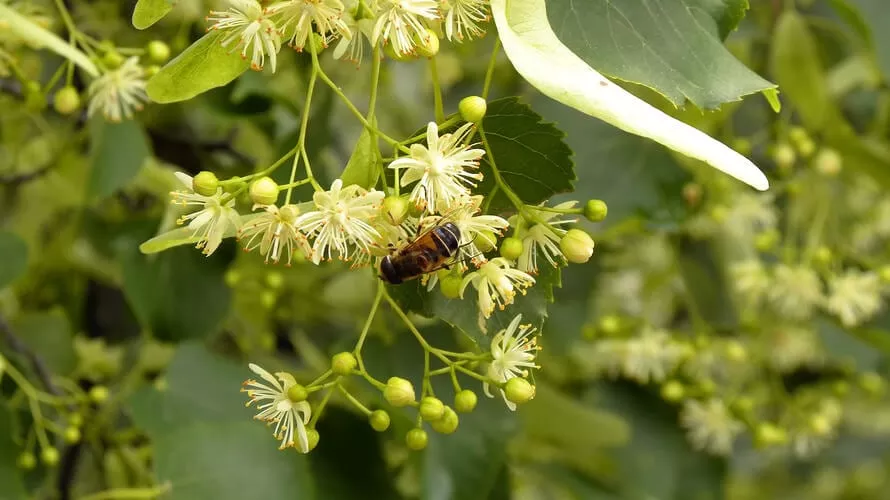 A-bee-on-a-linden-flower