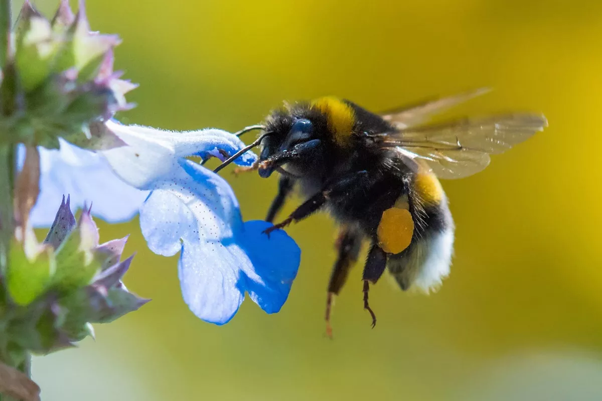 How Long Do Bumblebees Live?