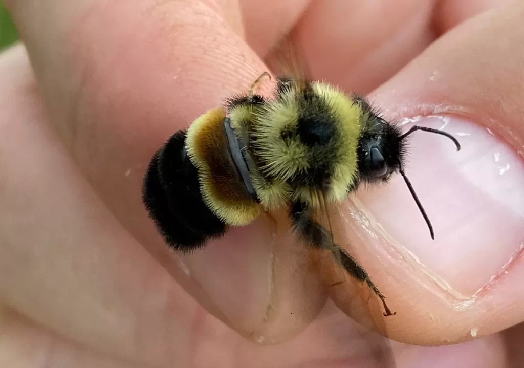 bumblebee-insect-sting