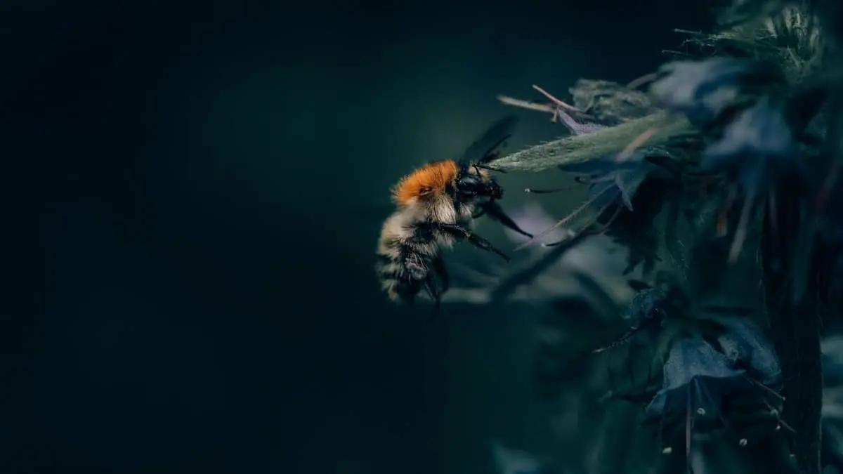 Do Bees Fly In The Dark? Can Bees See At Night Or At Dusk?