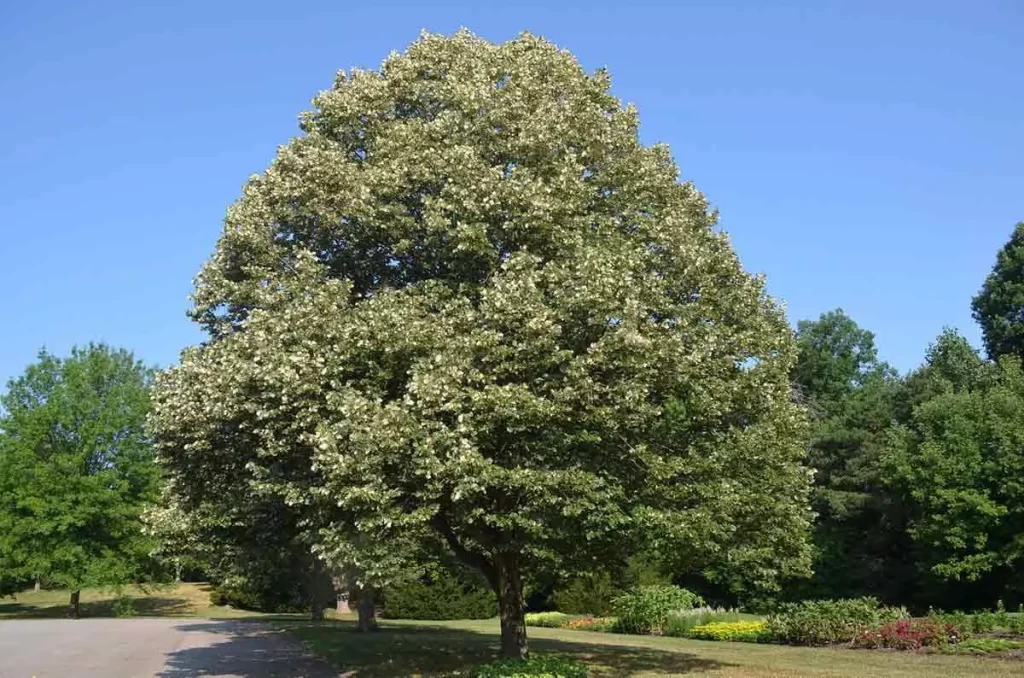 Linden-tree