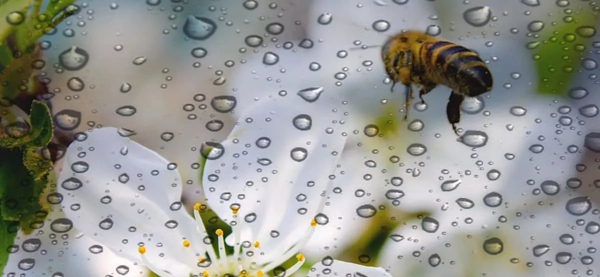 bee-in-the-rain