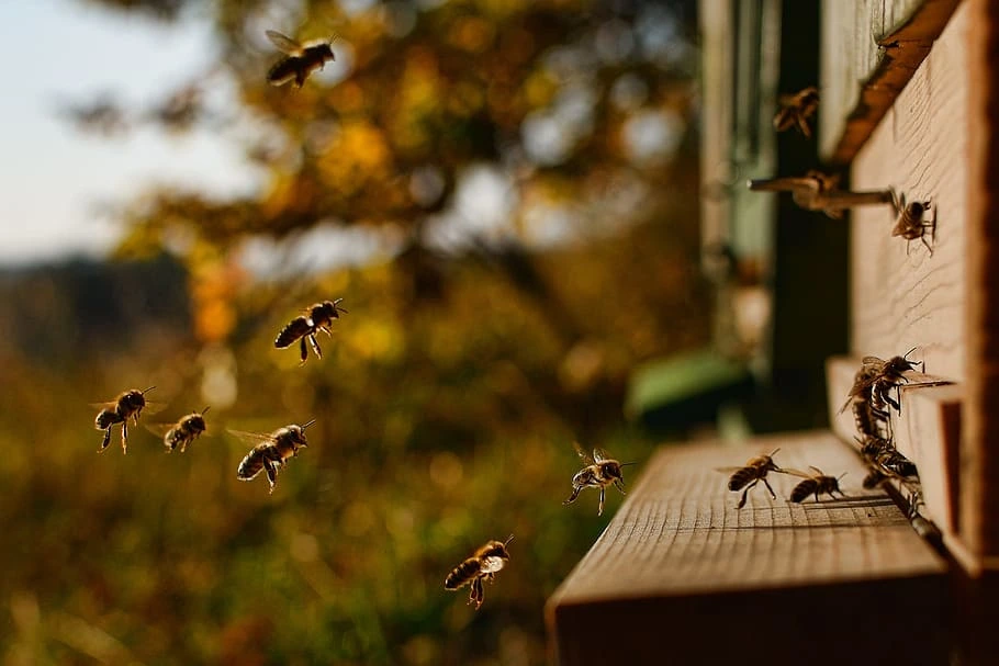 When Honey Bees Come Out Of Their Hive?